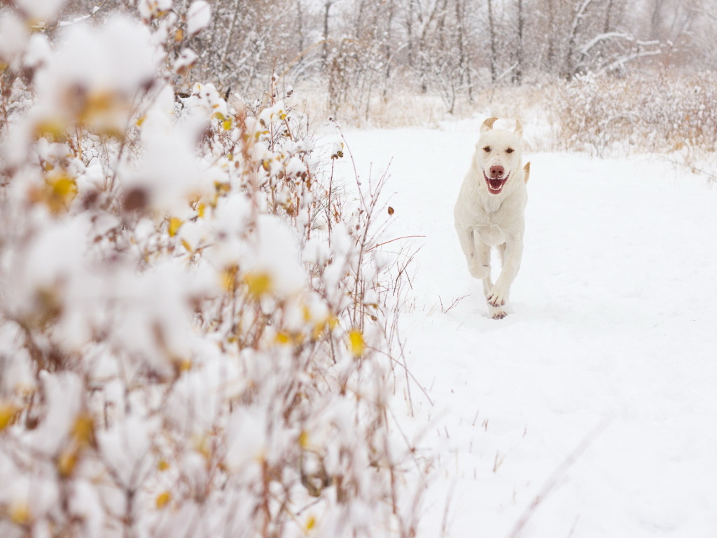 Белая собака на снегу