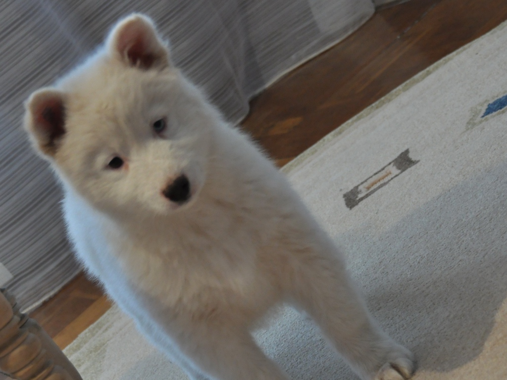 Белый щенок лайки