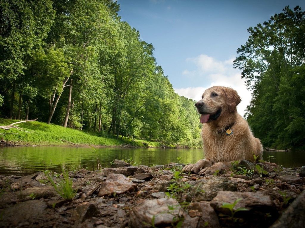 Собака лежит у реки