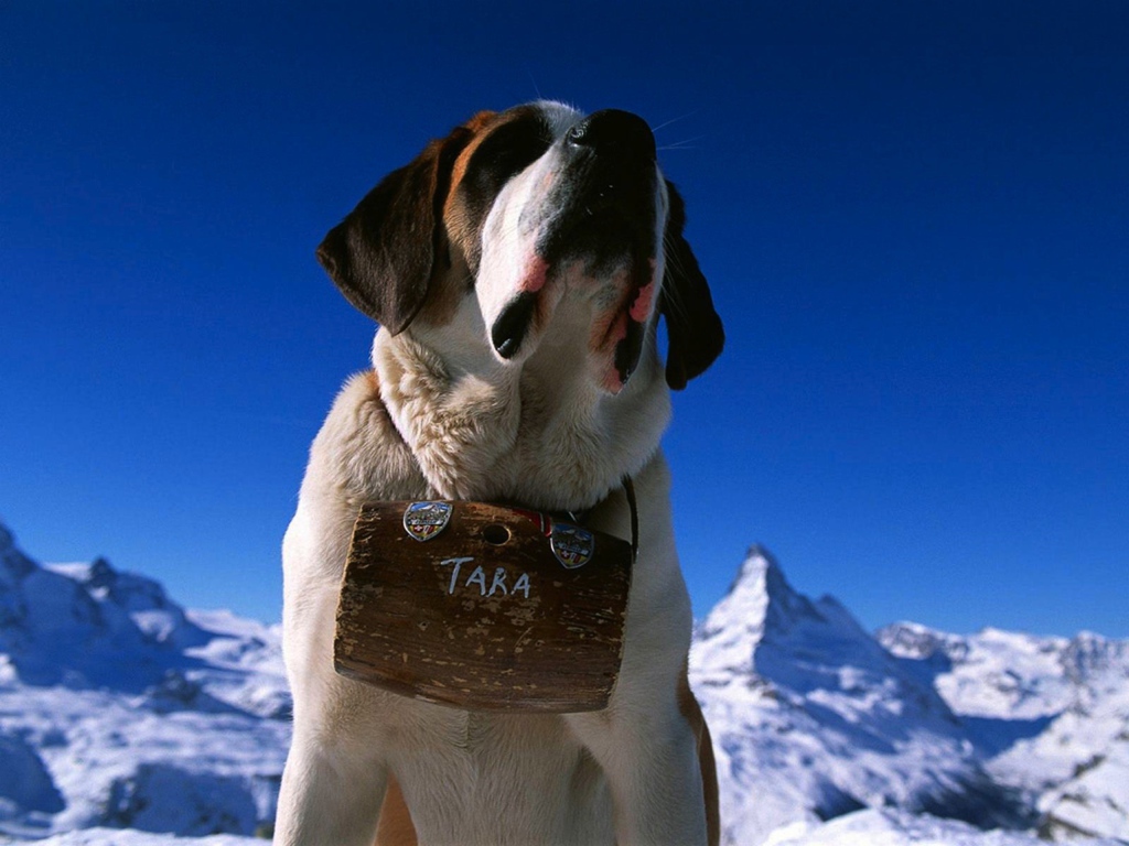 Собака горный спасатель