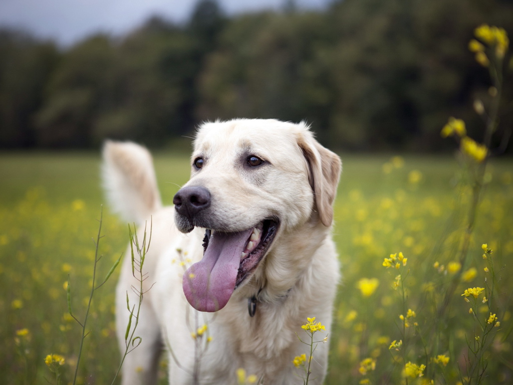 Собака на летнем поле
