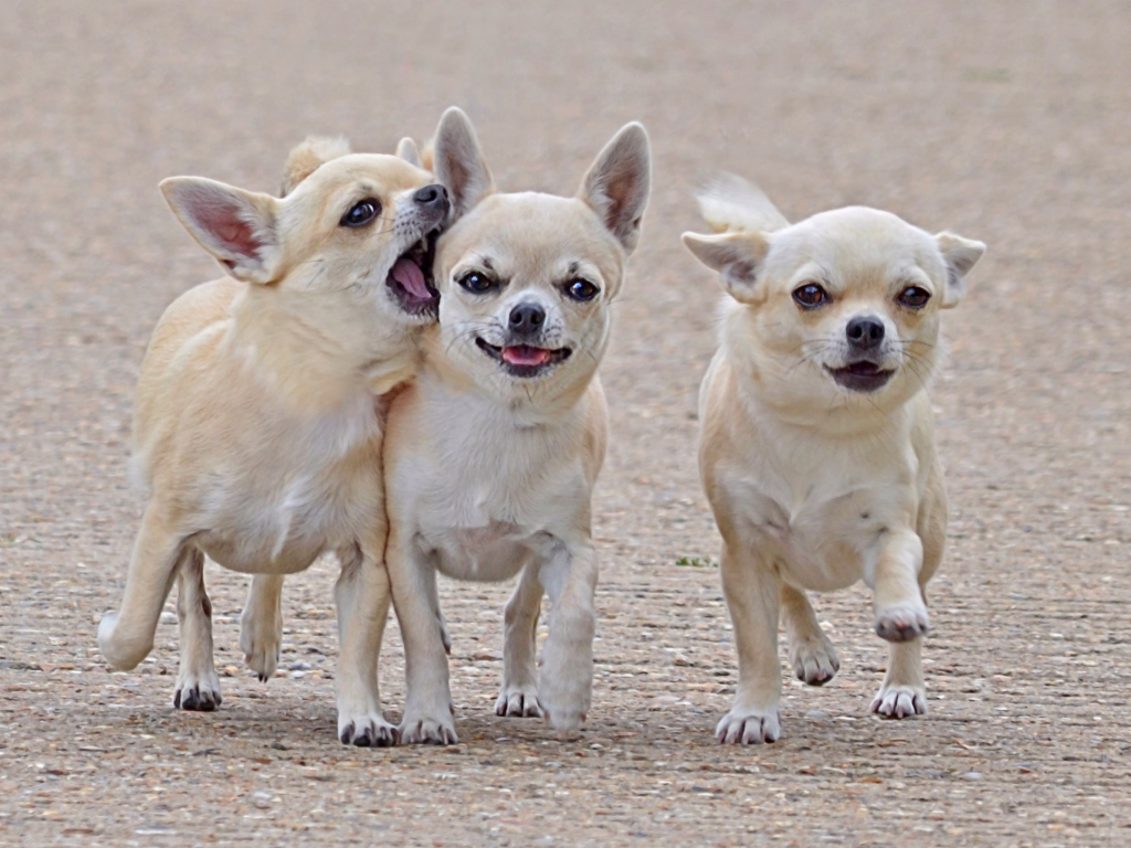 Чихуахуа на прогулке