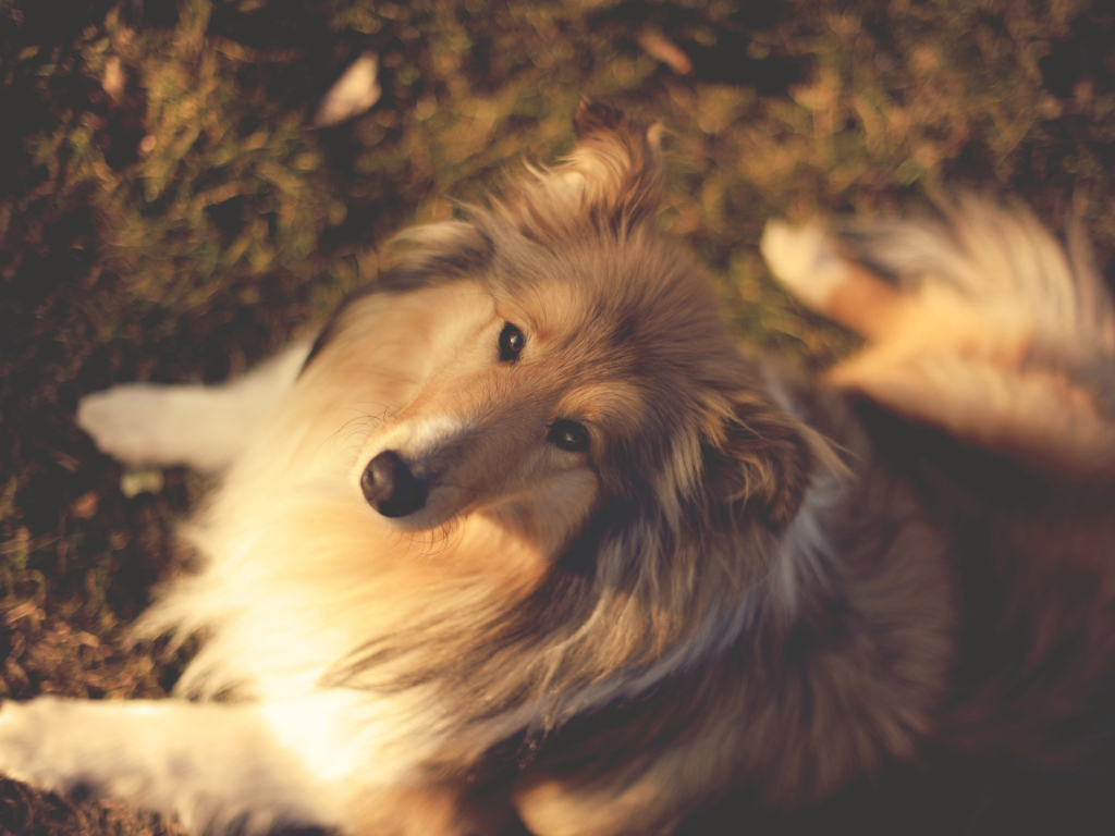 Колли сидит на земле