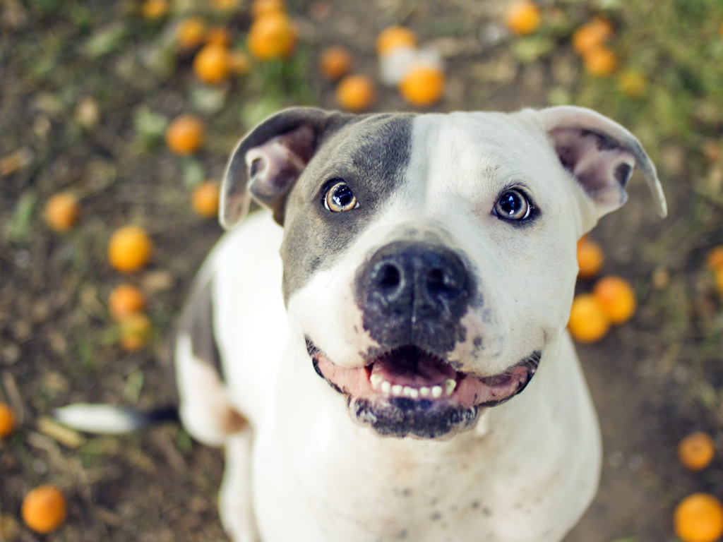 Преданный взгляд питбуля
