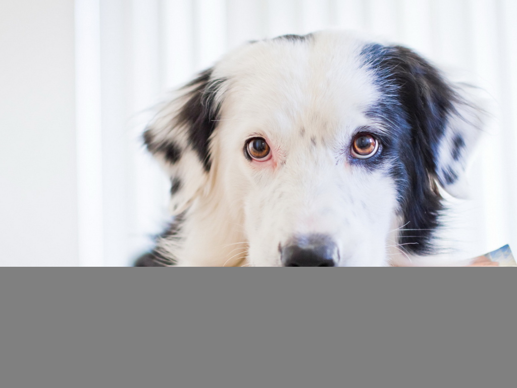 Собака с книгами