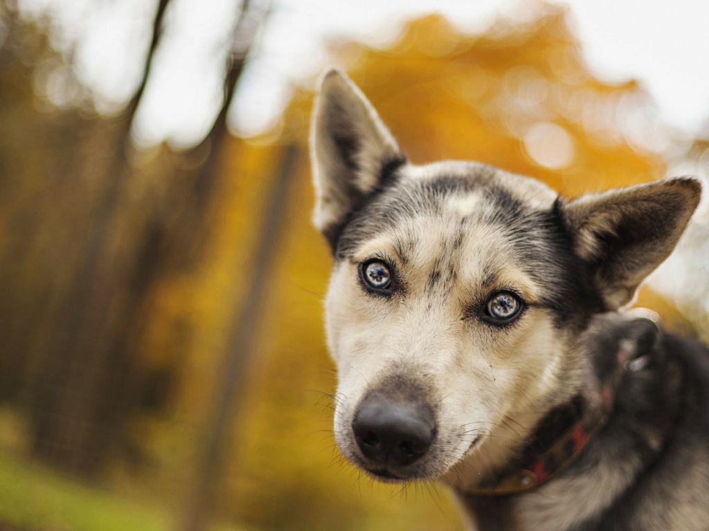 Собака с ошейником
