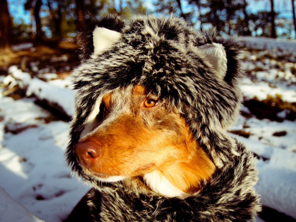 Собака в зимней одежде