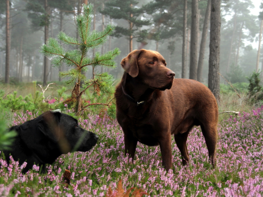 Собаки в лесу