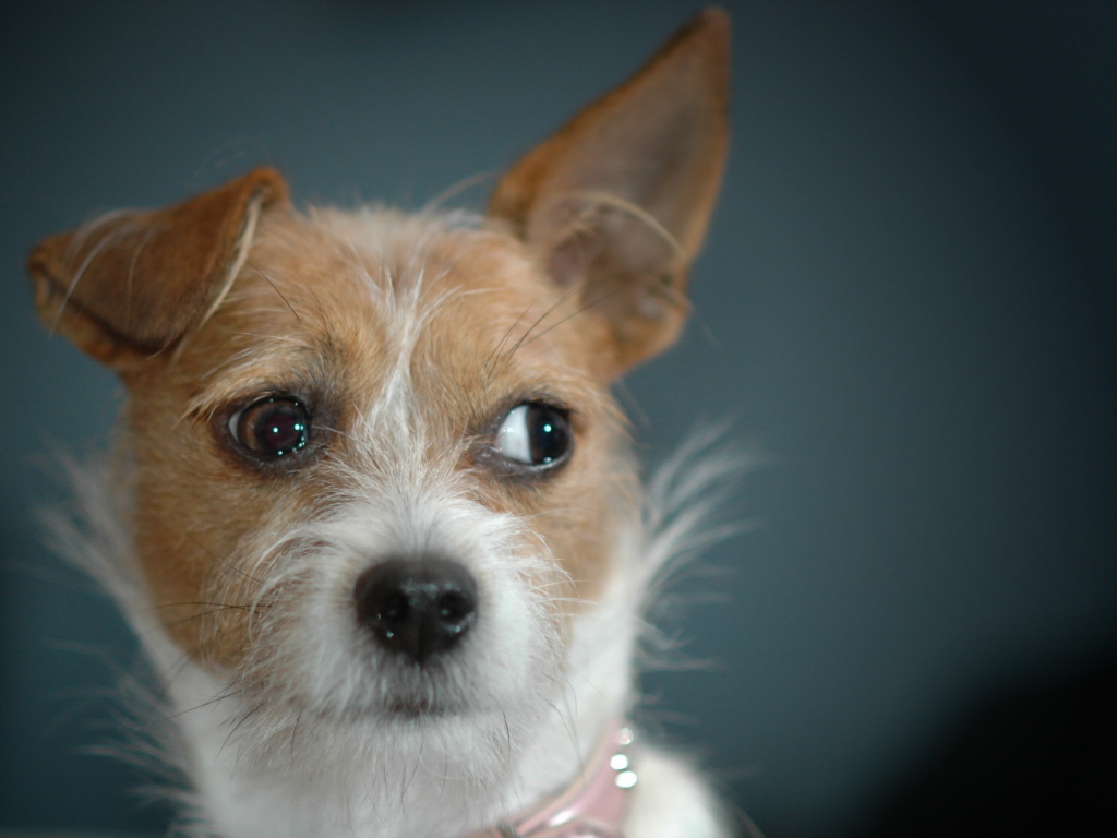 Ушастая дворняжка