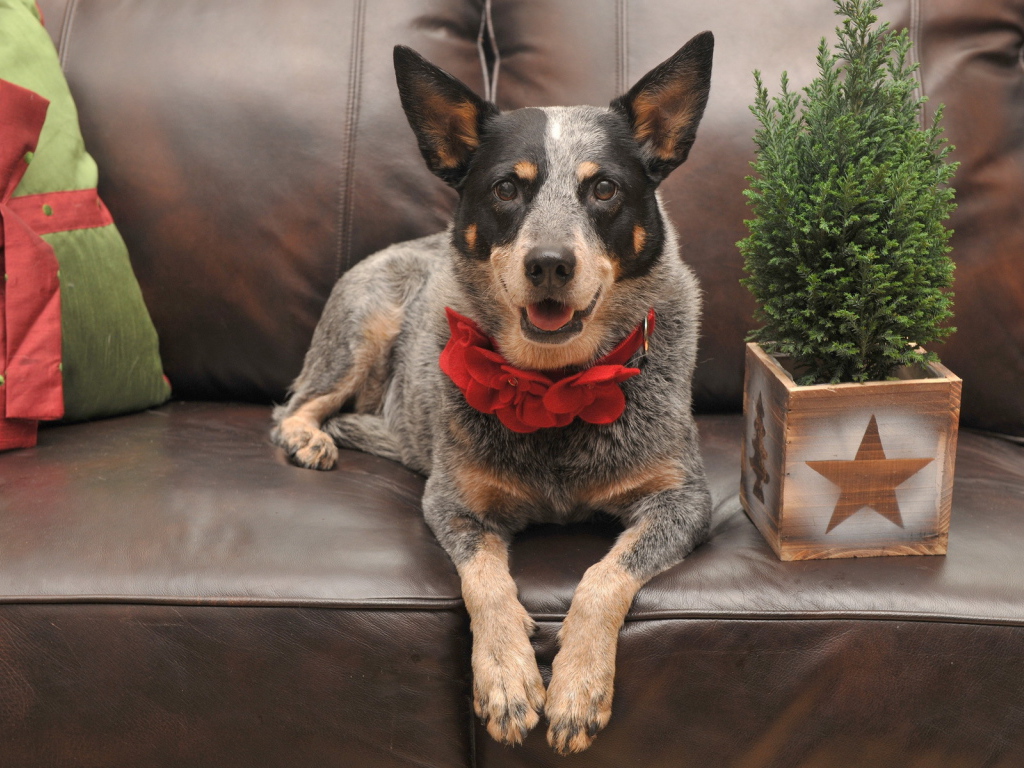 Праздничная собака с бантом