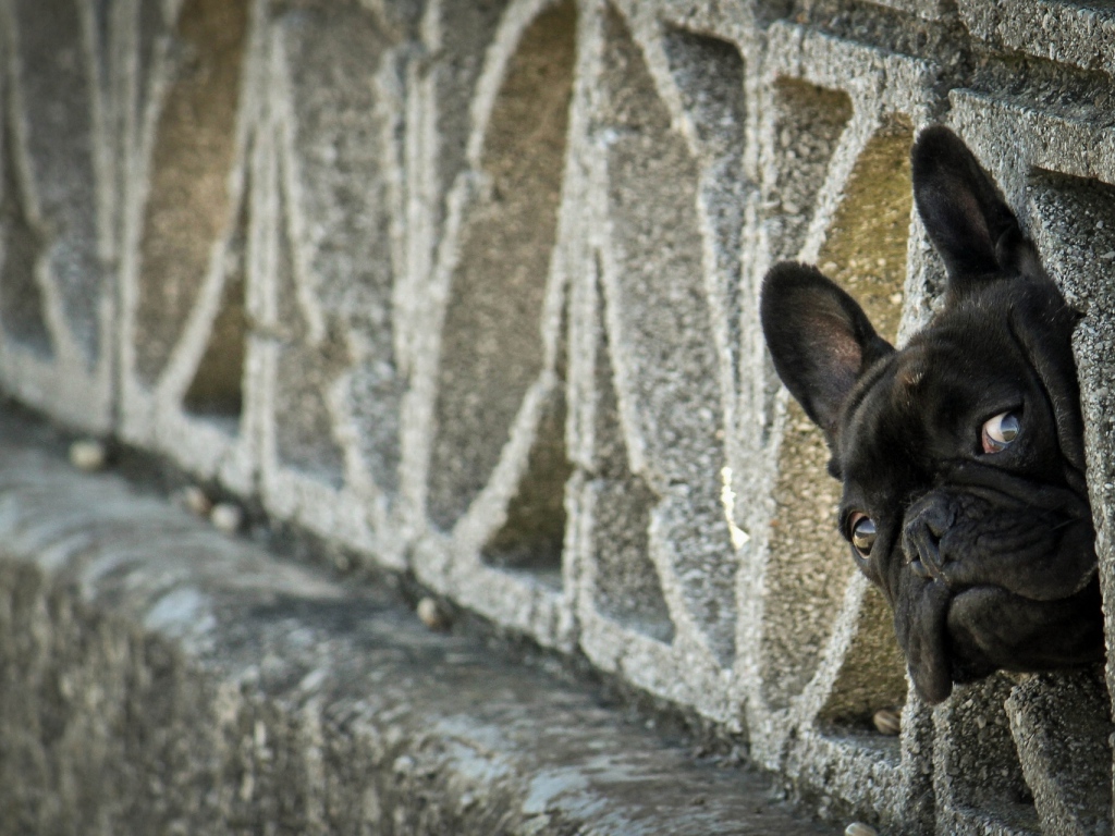 Морда французского бульдога