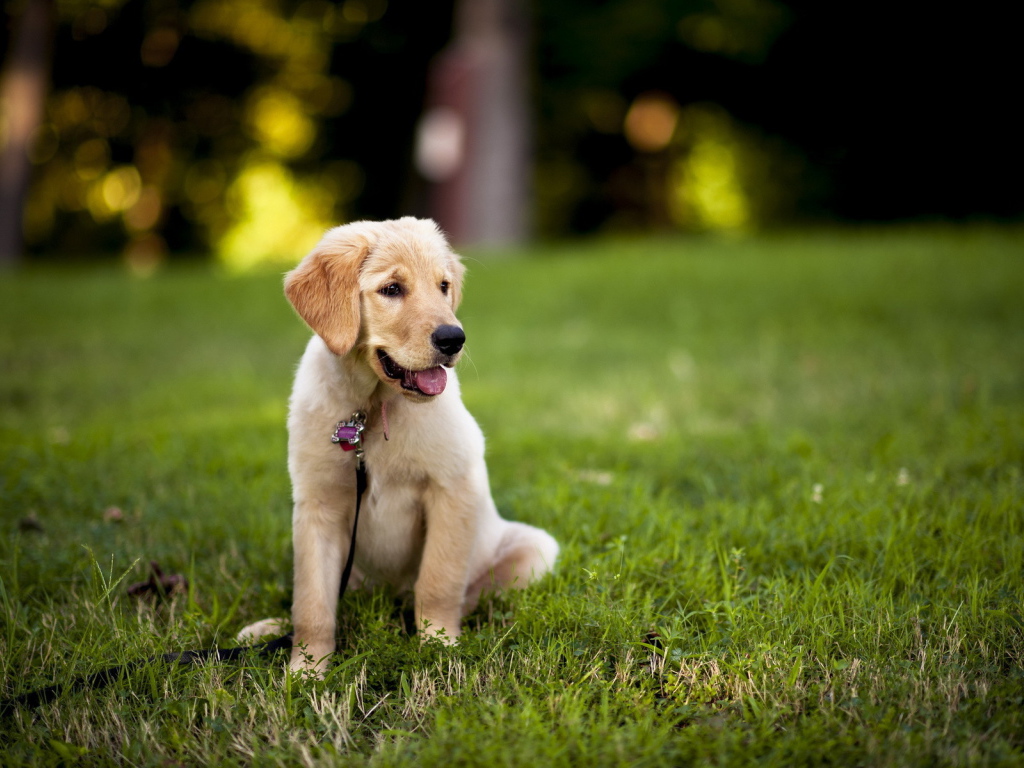 Щенок с поводком