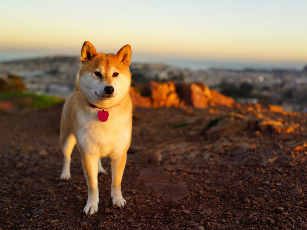 Собака в лучах заката