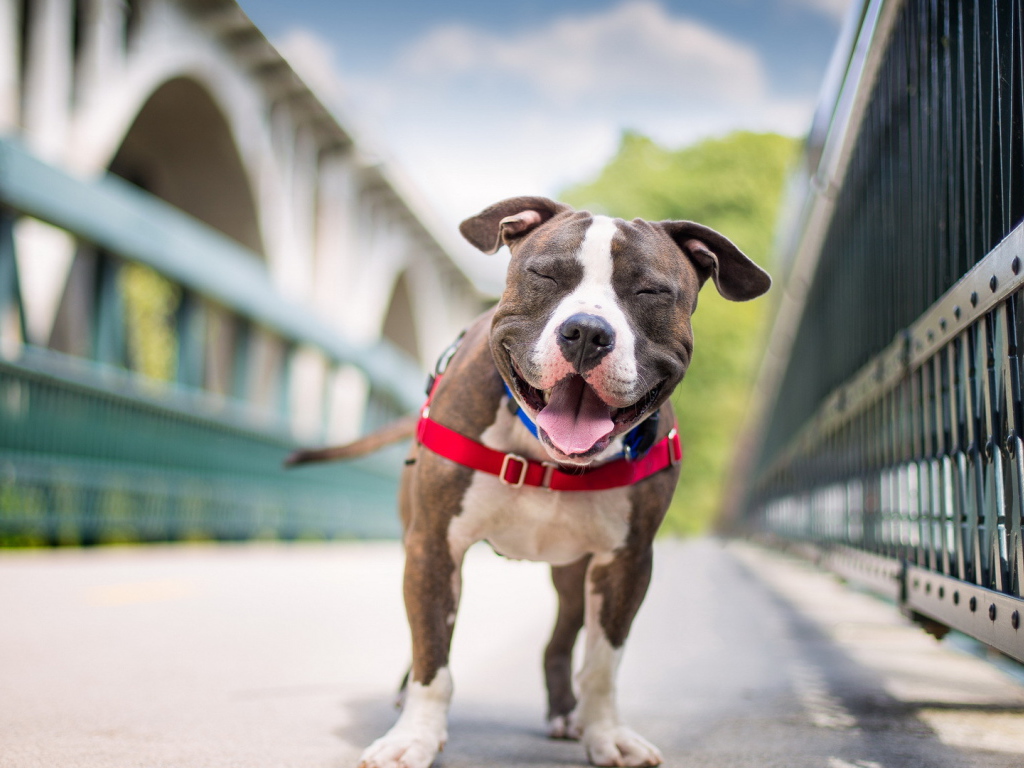 Собака улыбается