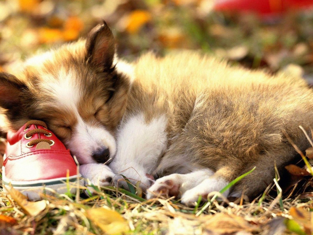 	   The puppy is sleeping on the Shoe
