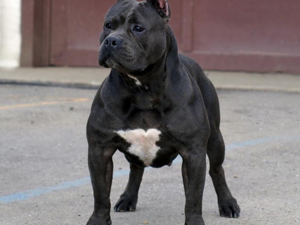 Черный питбуль