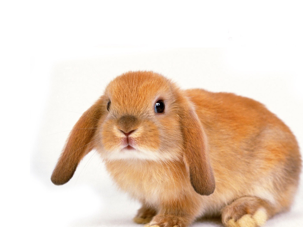 Вислоухий рыжий кролик