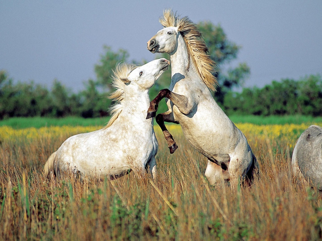 Драка лошадей