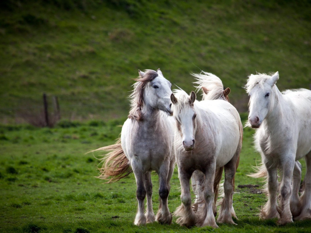 Тройка белых лошадей