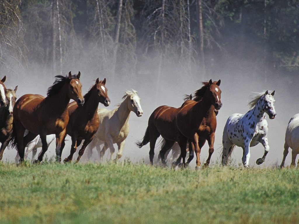 Табун лошадей