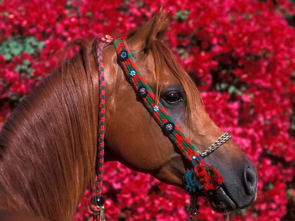 Голова лошади