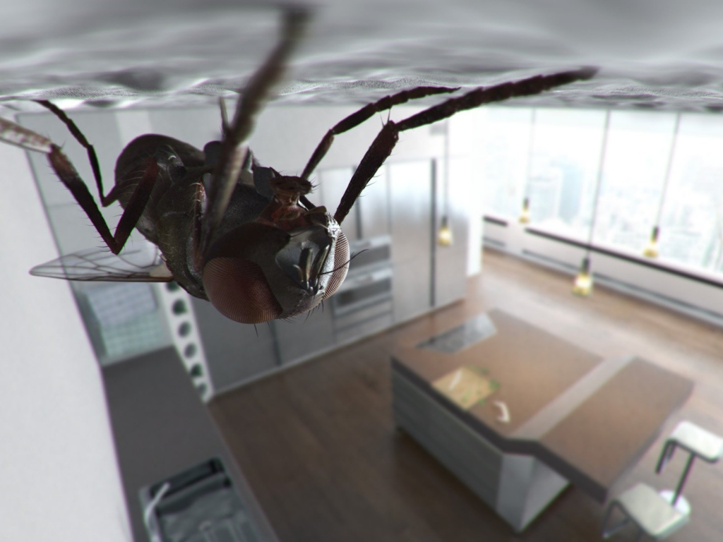 Муха сидит на потолке