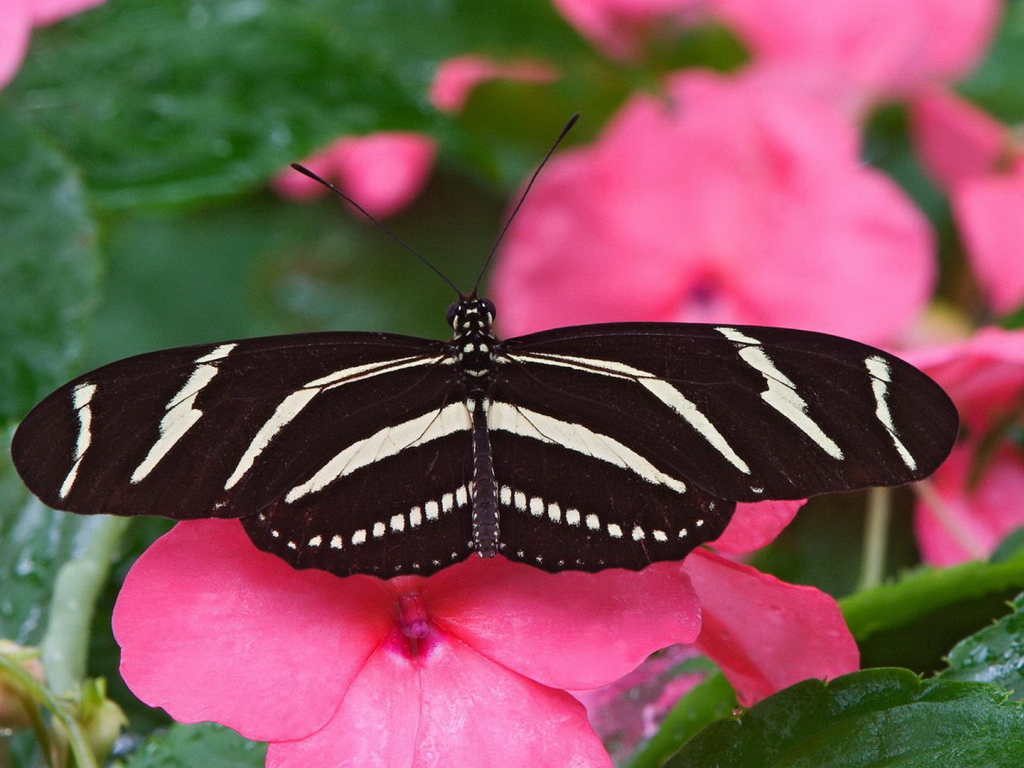 Большая черно белая бабочка