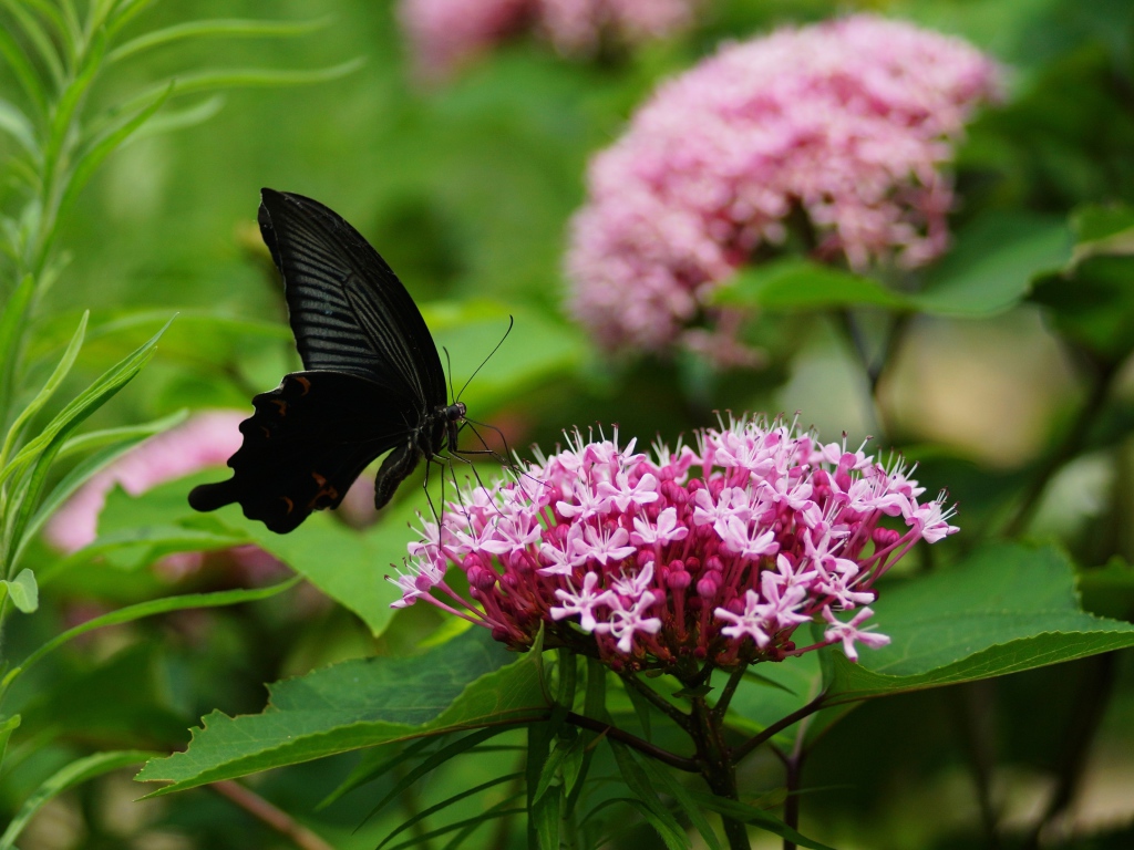 Черная бабочка