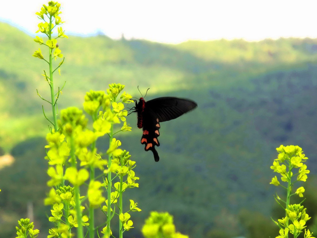 Черная бабочка на желтом цветке