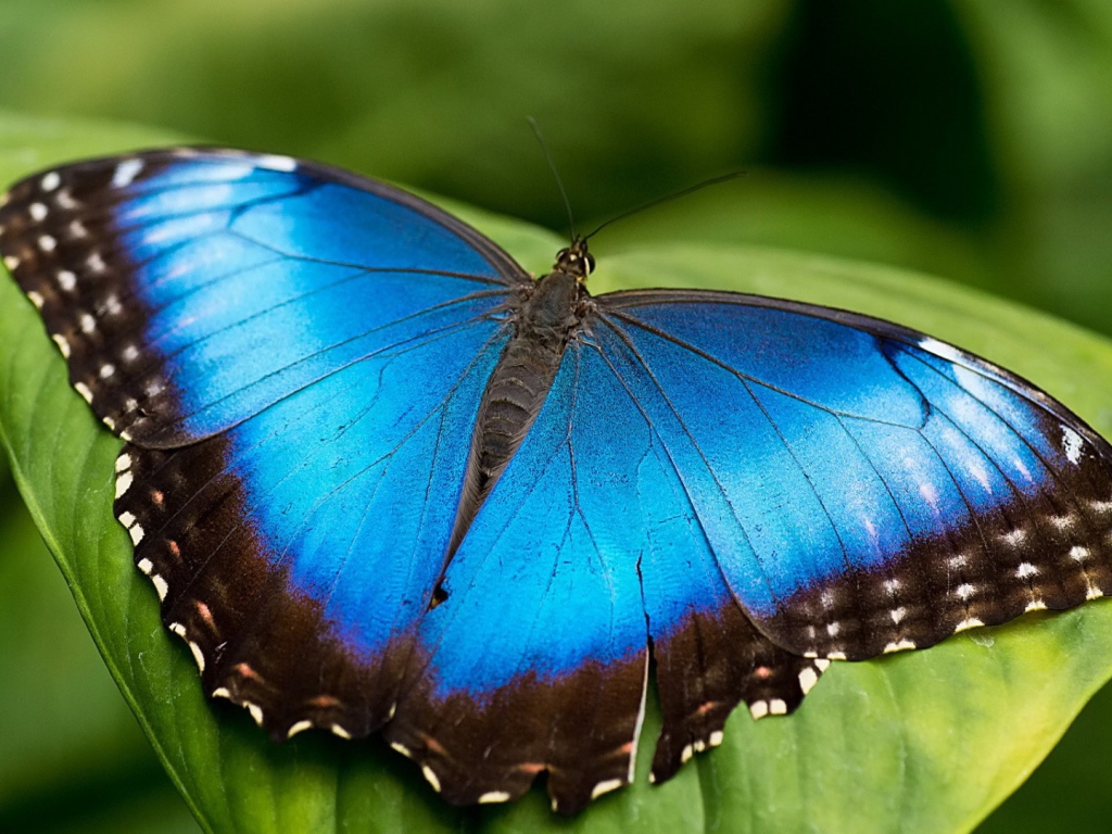 Голубая бабочка