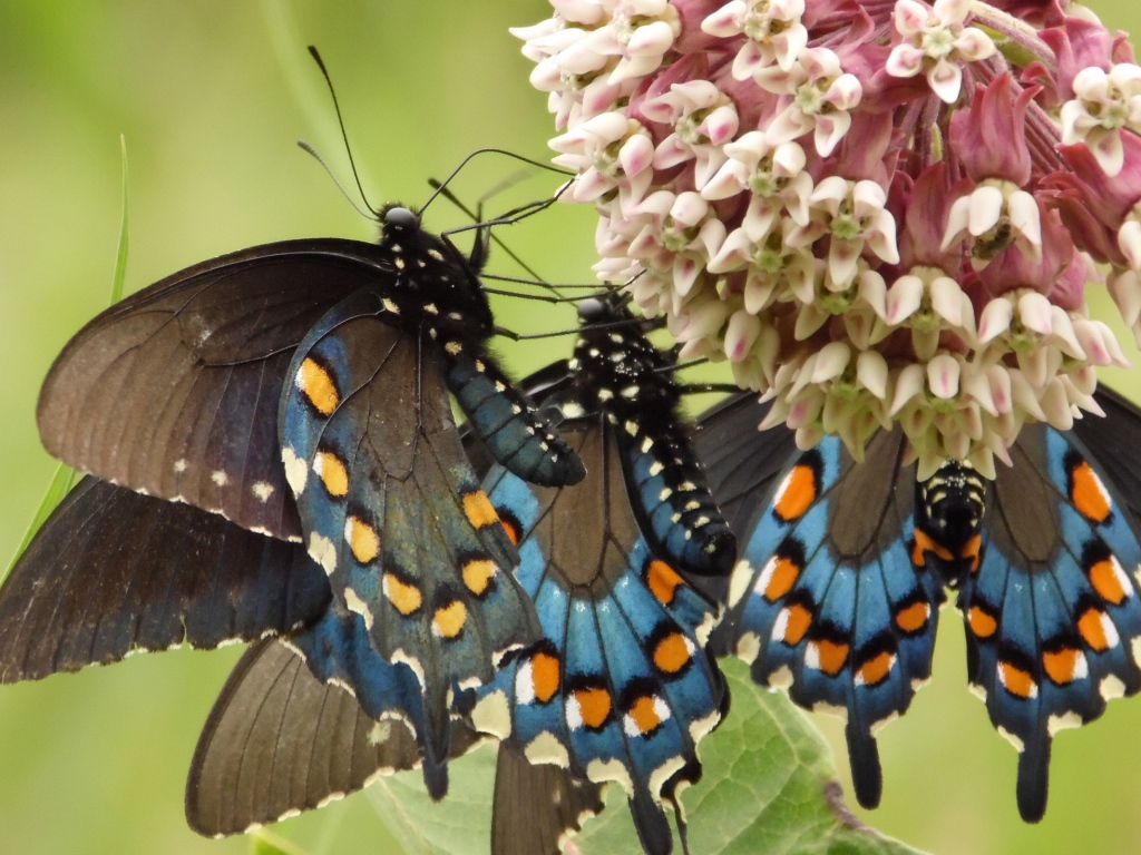 Бабочки слетелись на цветок