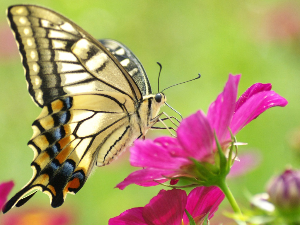 Бабочка на розовом цветке