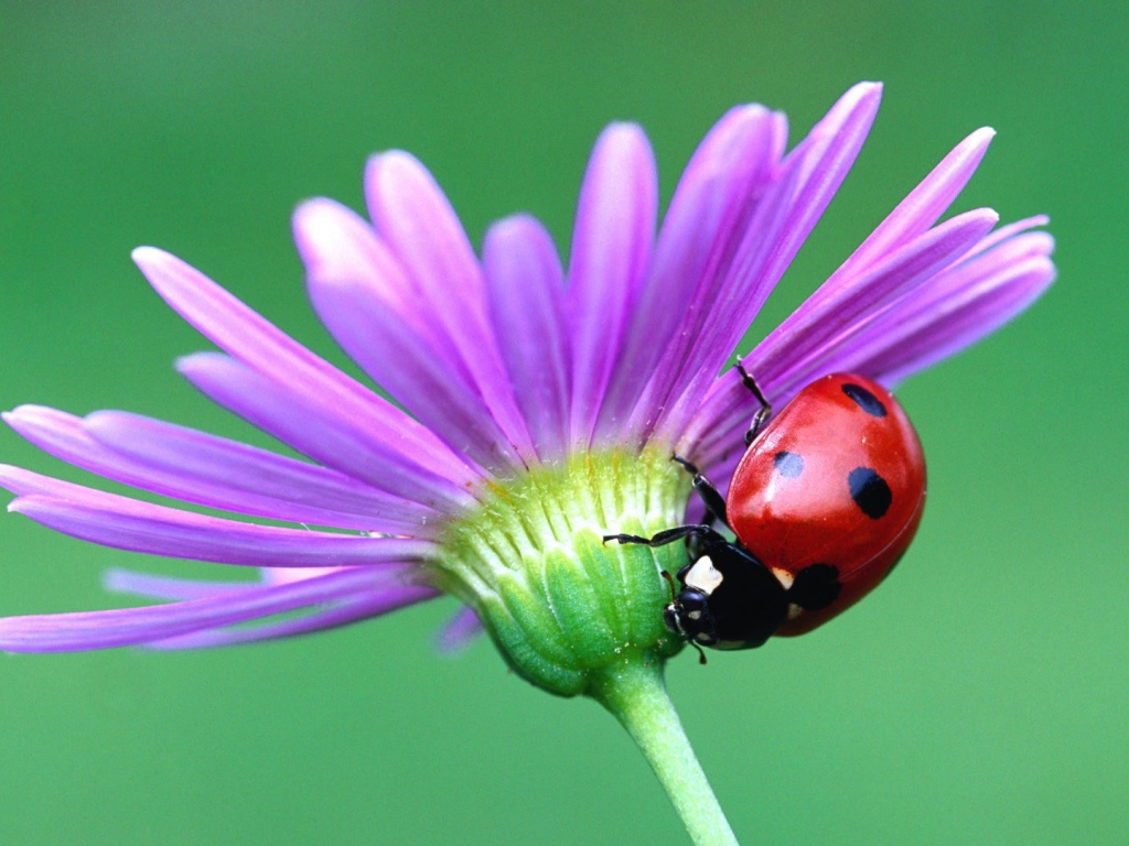 Божья коровка на цветке