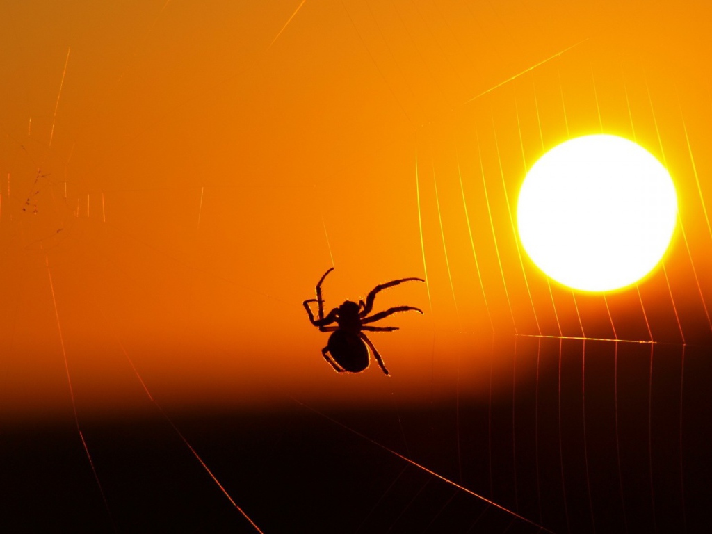 Паук на закате солнца