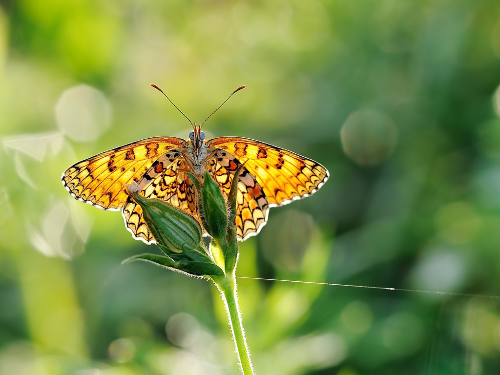 Желтая бабочка на цветке