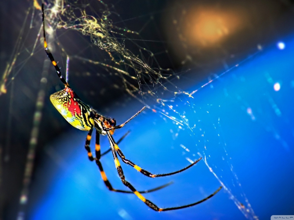 Паук плетет паутину