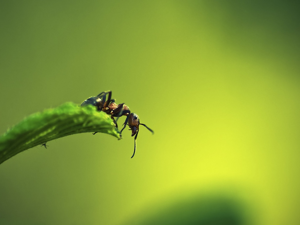 Муравей на листке