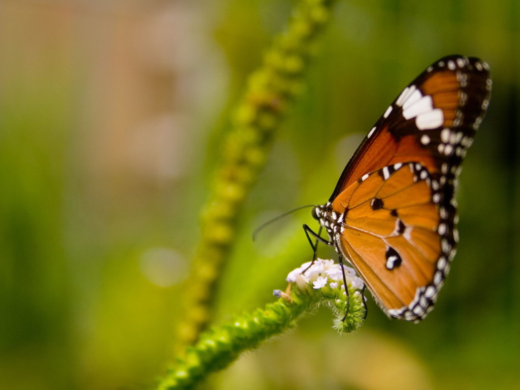 Коричневая бабочка на цветке