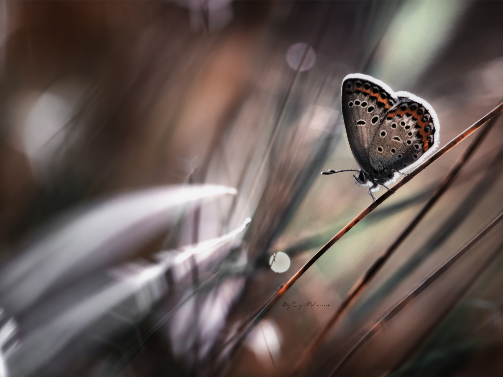 Бабочка на стебле