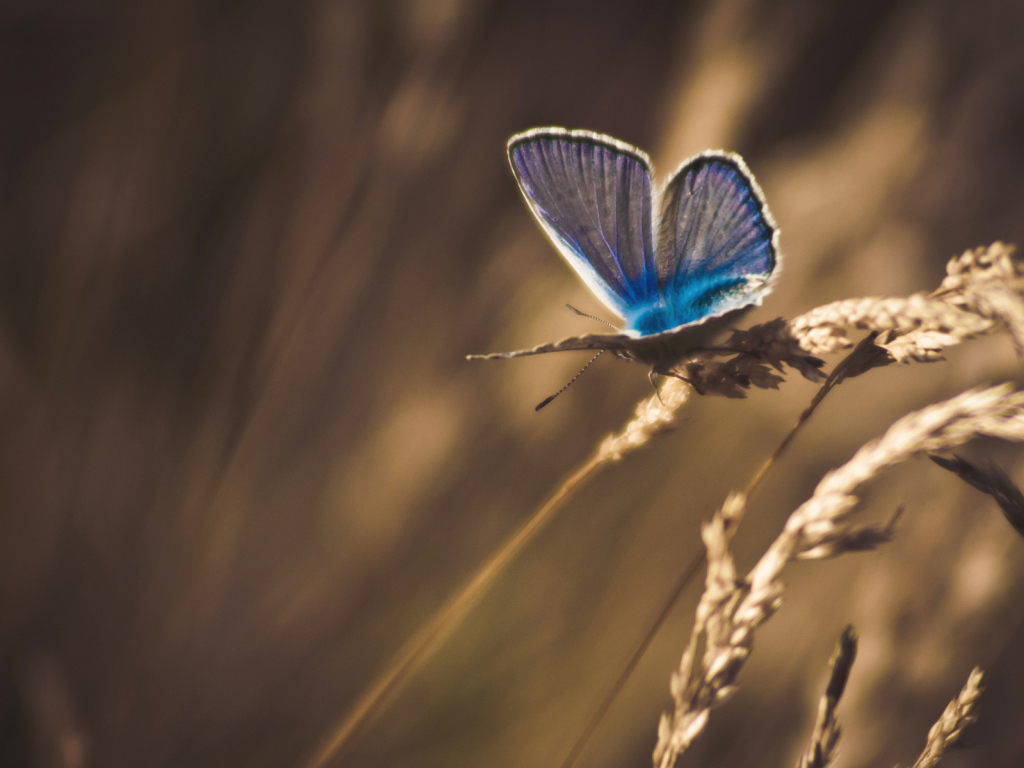 Бабочка на траве