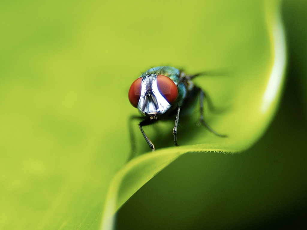 Портрет мухи