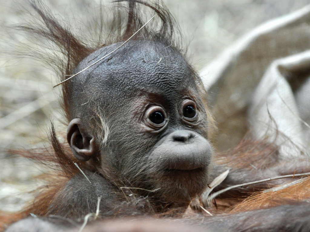 Детеныш обезьяны