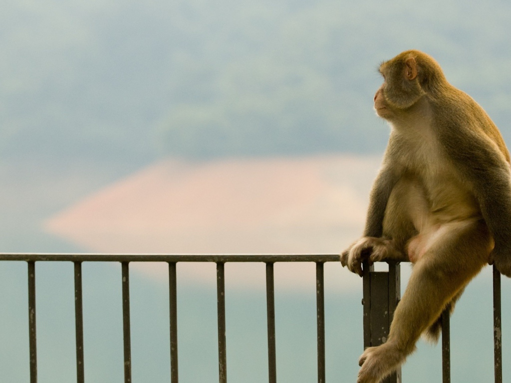 Обезьяна сидит на заборе