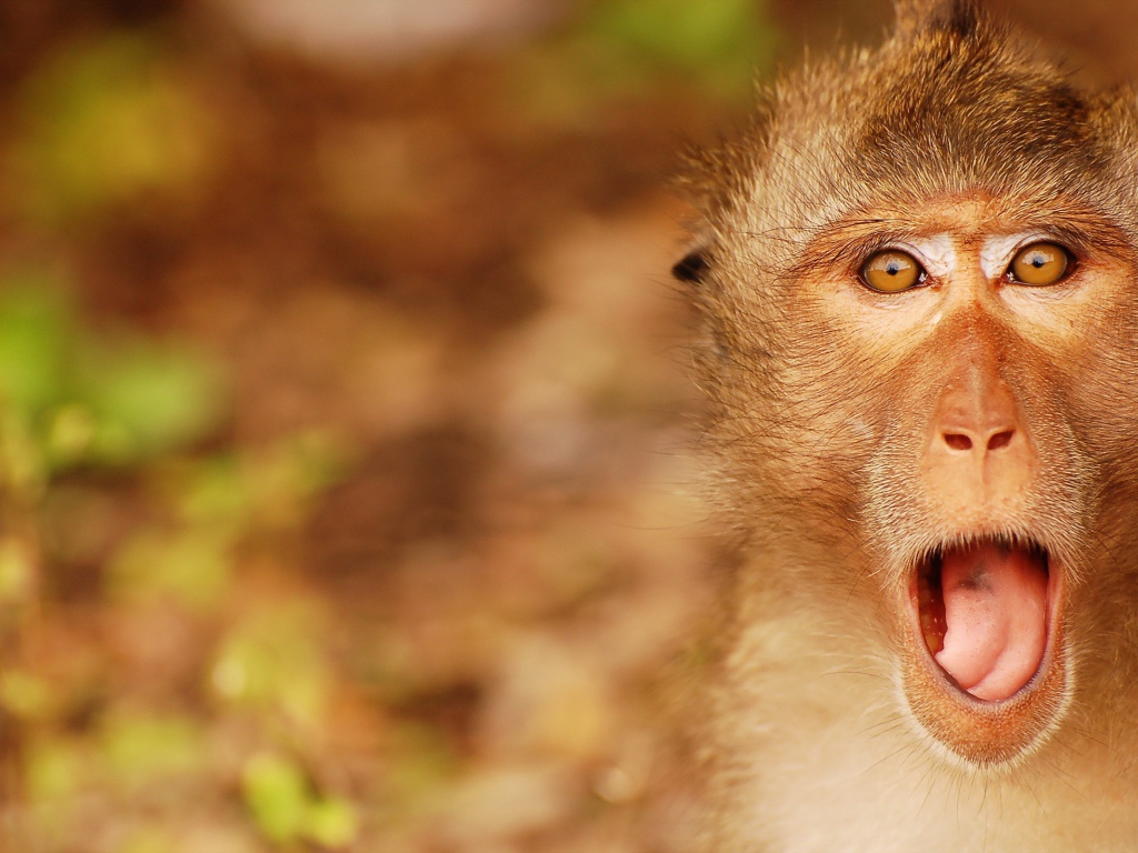 Обезьяна открыла рот