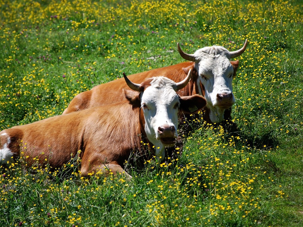 Коровы лежат в траве