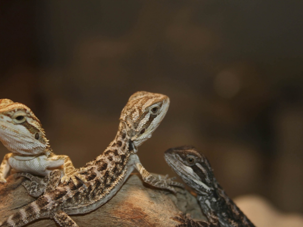 Бородатый дракон