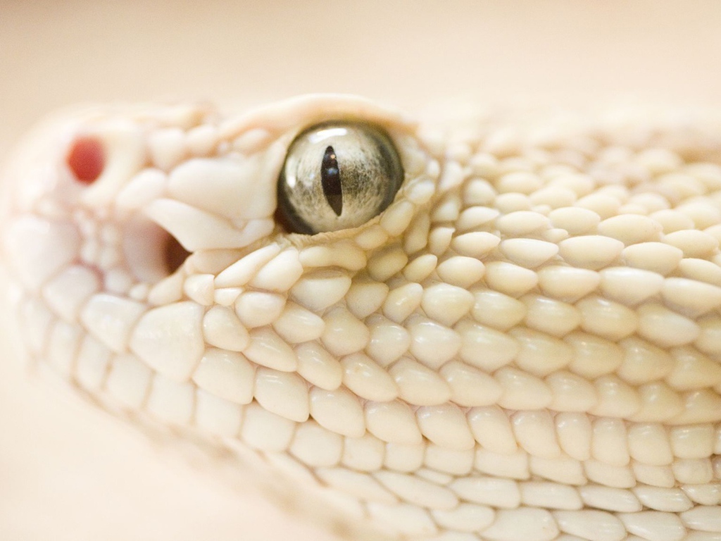 Опасная змея 