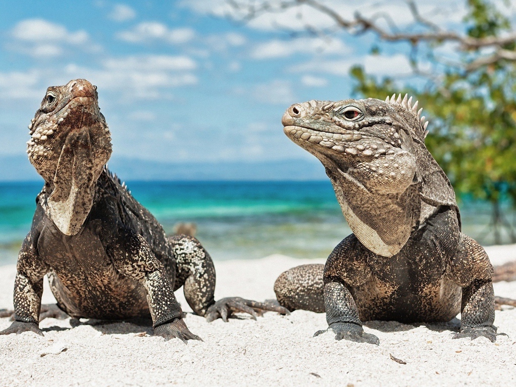 Игуаны на песке