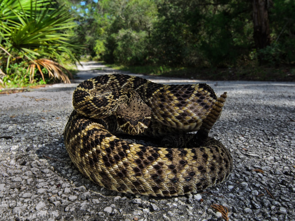 Гремучая змея