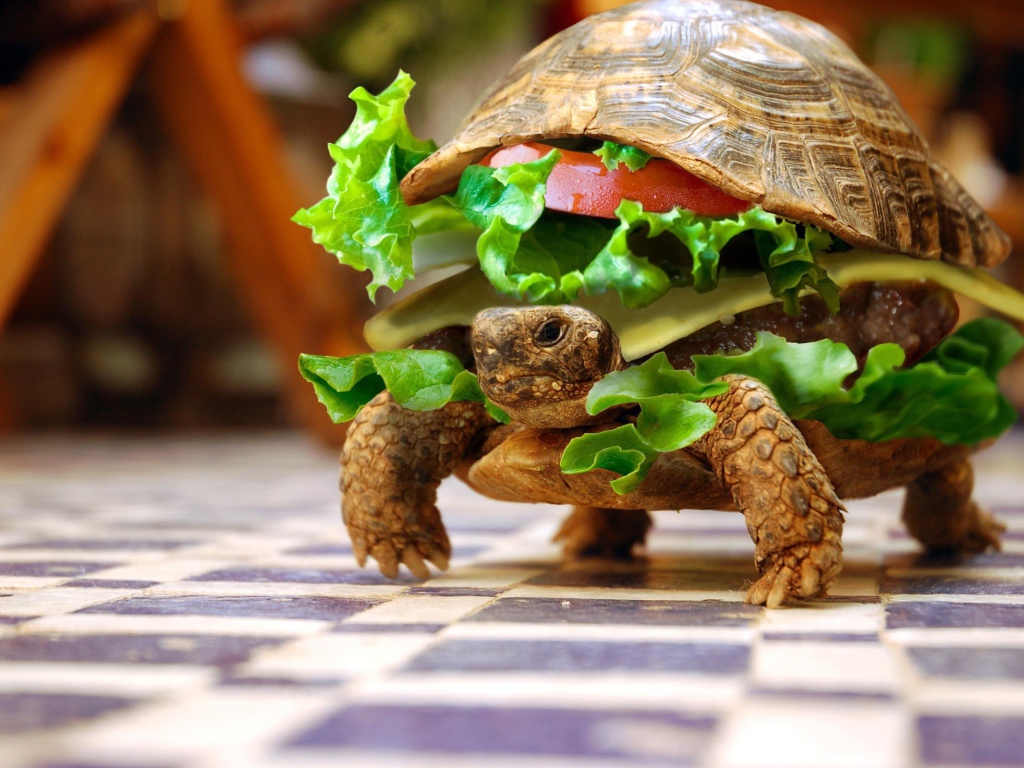 Черепаха чизбургер